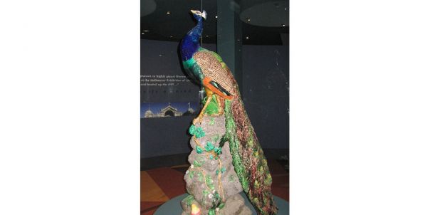 Loch Ard Peacock