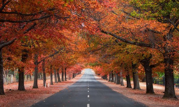 Avenue of Honour, Macedon